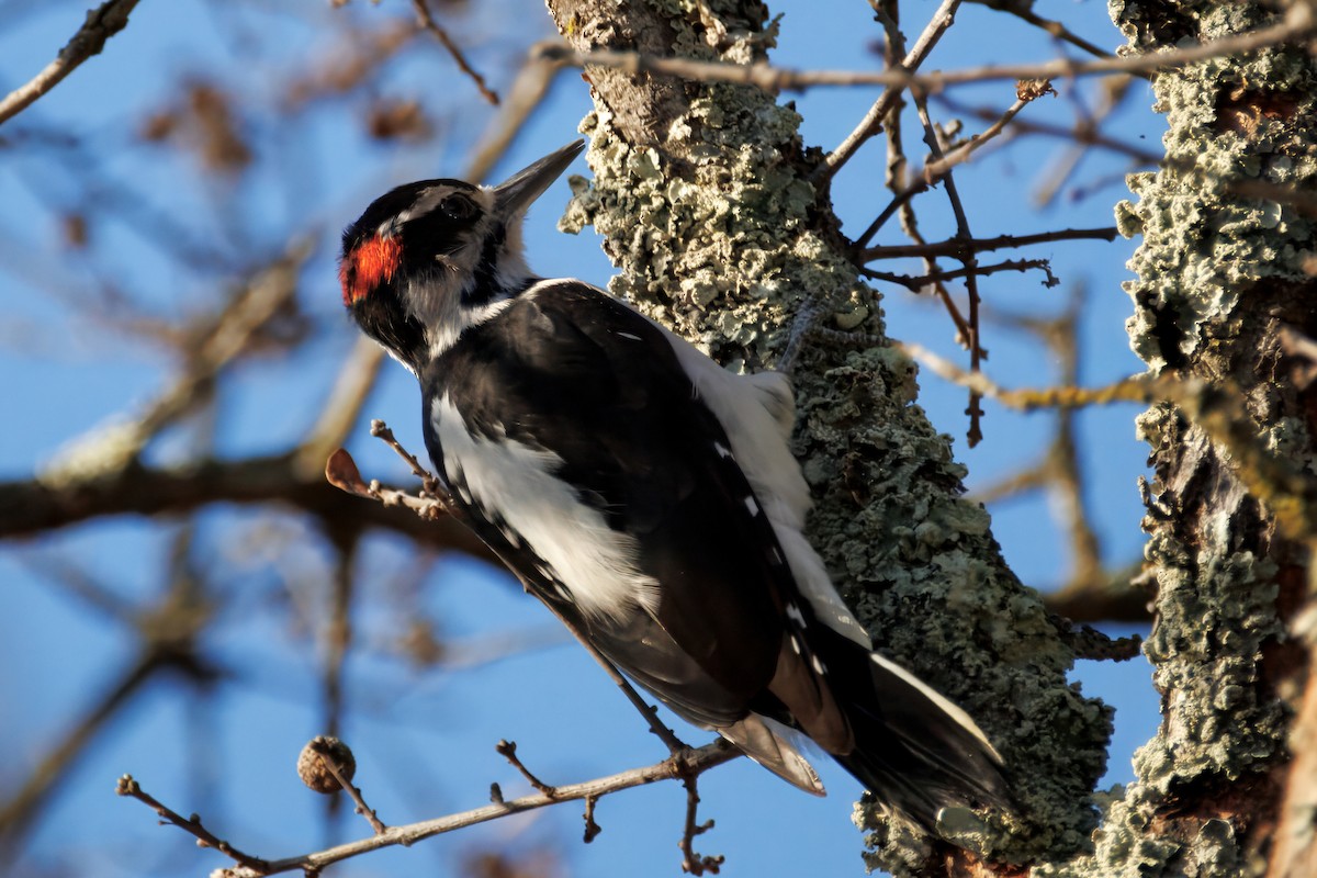 Hairy Woodpecker - ML643037716