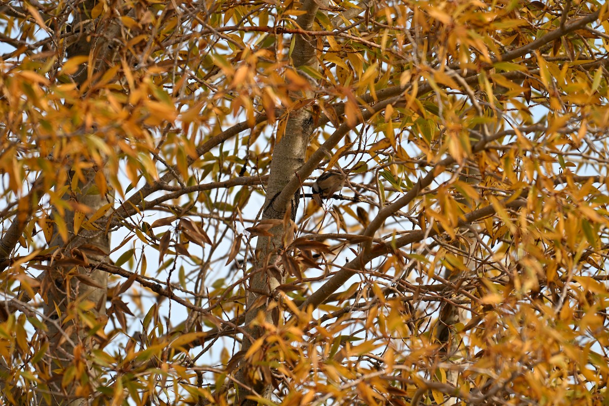 Mésange à tête noire - ML643037719