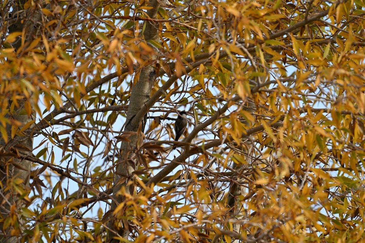 Mésange à tête noire - ML643037720