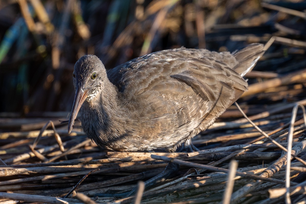 Clapper Rail - ML643037725