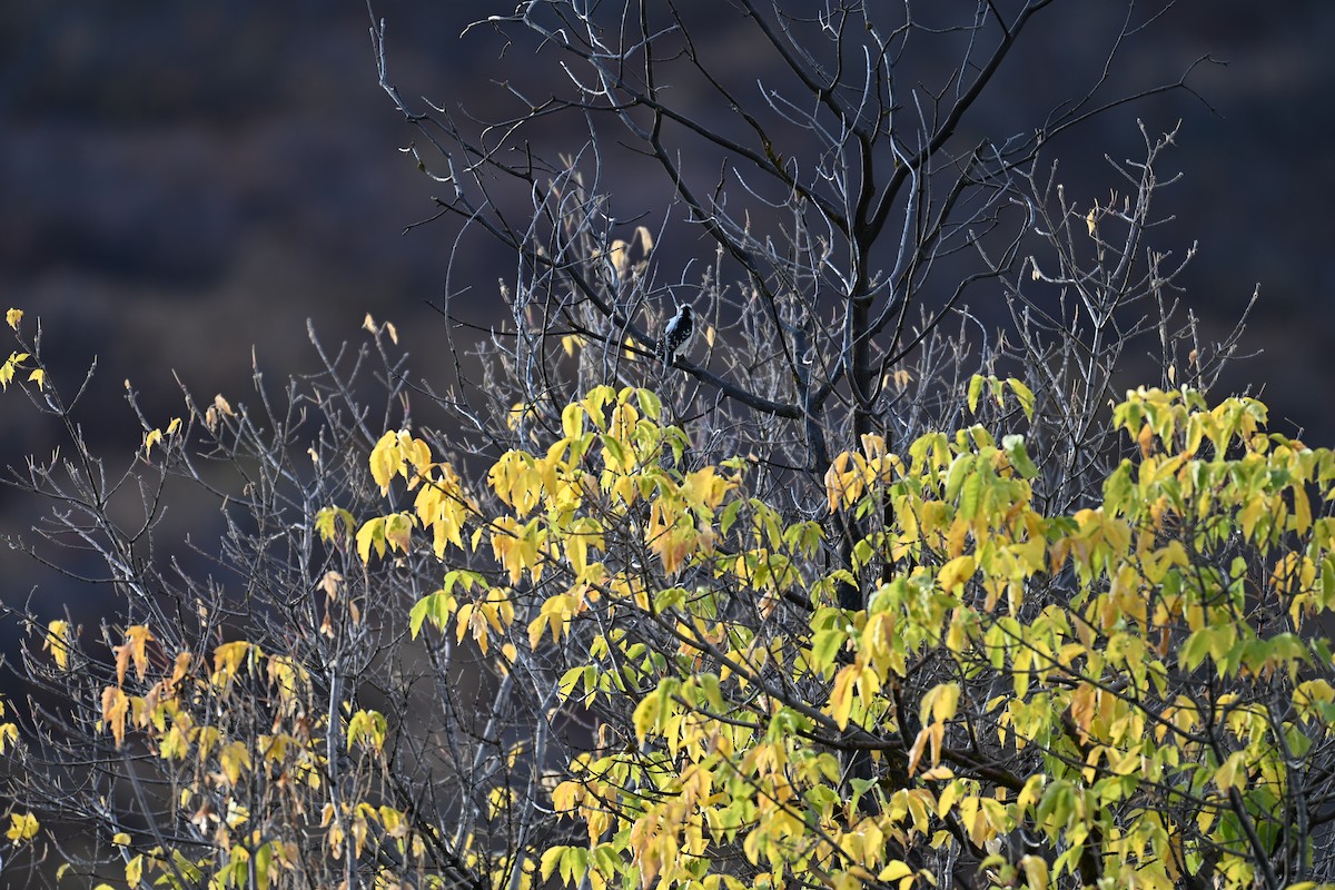 Pic mineur (leucurus/glacialis) - ML643037727