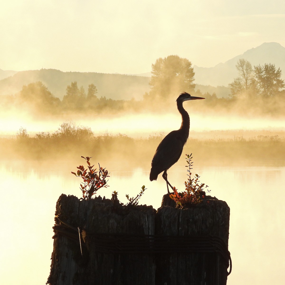 Great Blue Heron - ML643037728