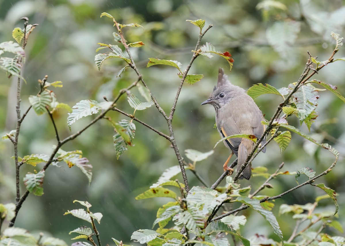 Stripe-throated Yuhina - ML643037730