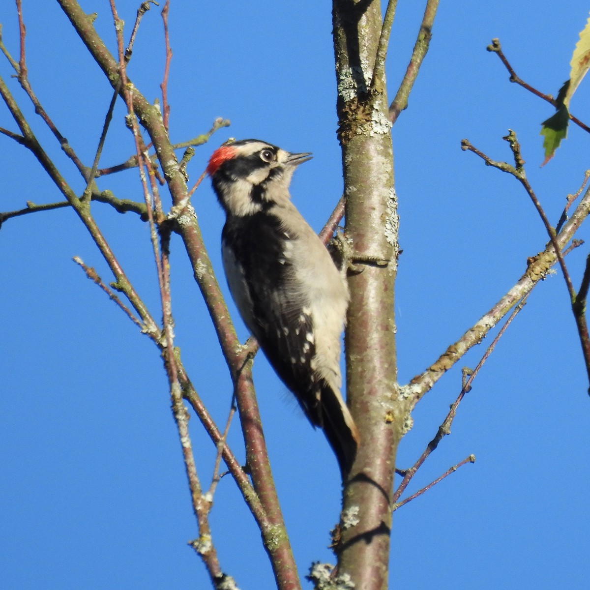 Downy Woodpecker - ML643037732