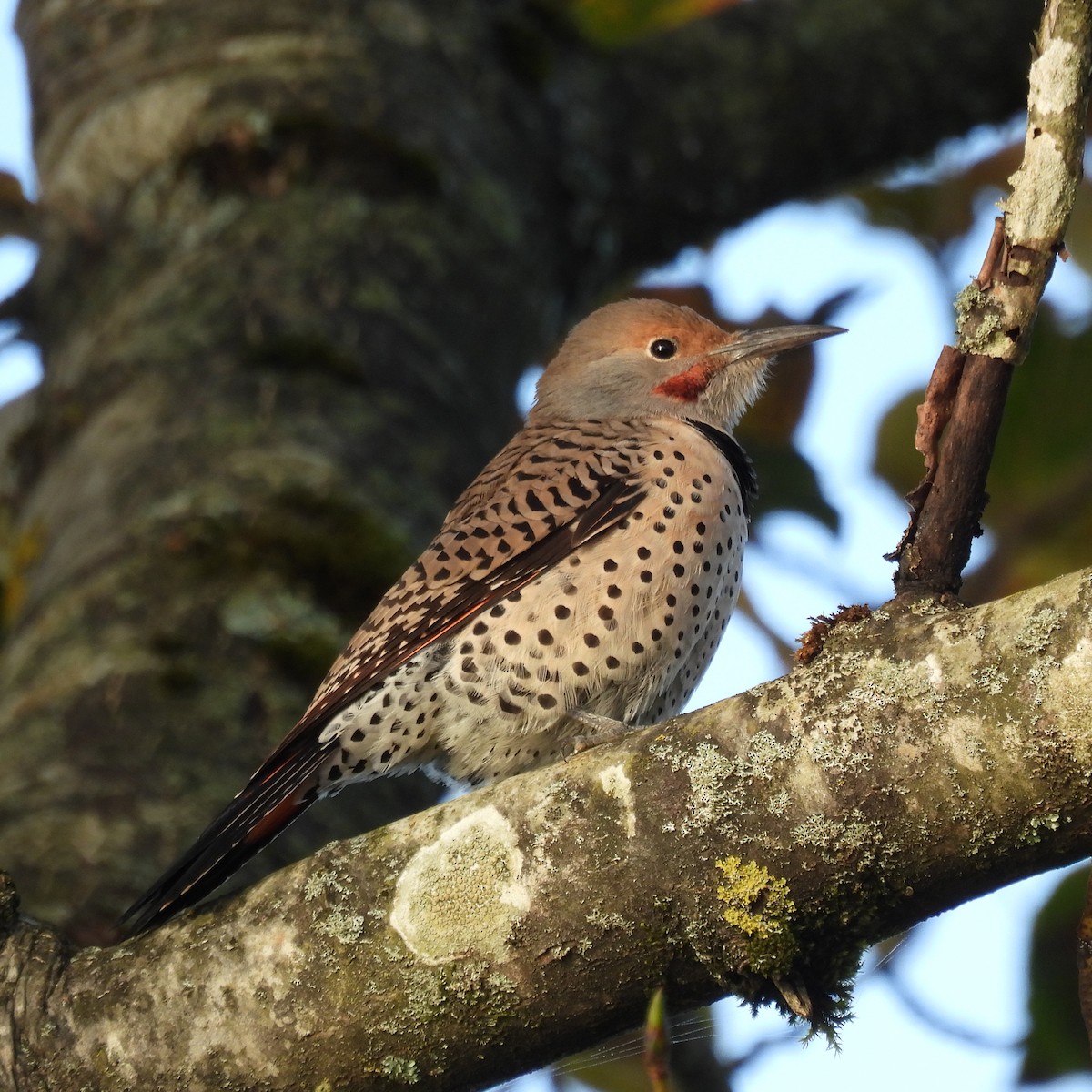 Northern Flicker - ML643037736