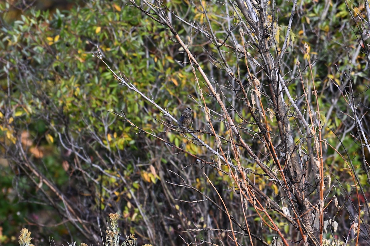 Bruant à couronne blanche (gambelii) - ML643037743