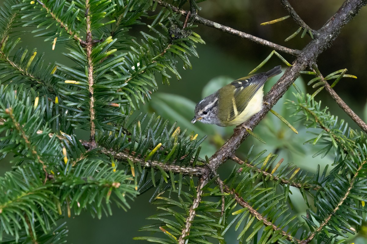 Ashy-throated Warbler - ML643037745