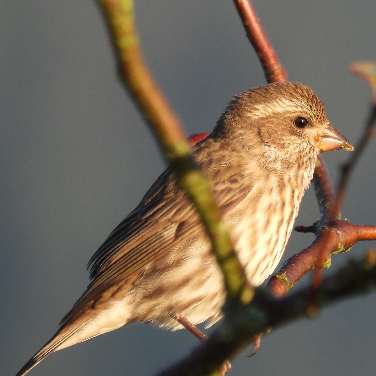 Purple Finch - ML643037746