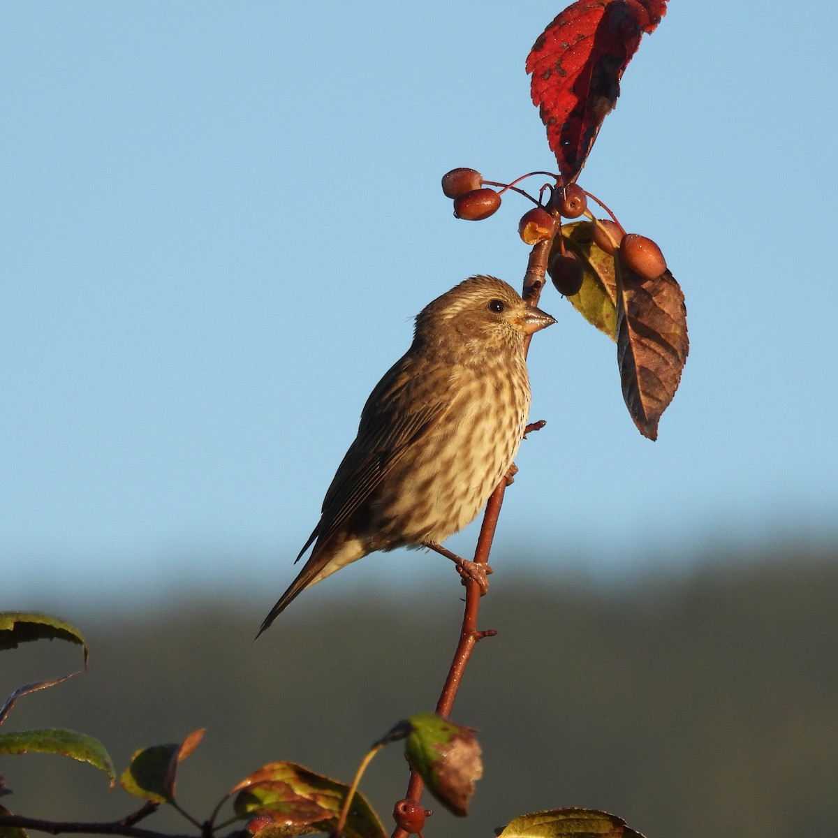 Purple Finch - ML643037747