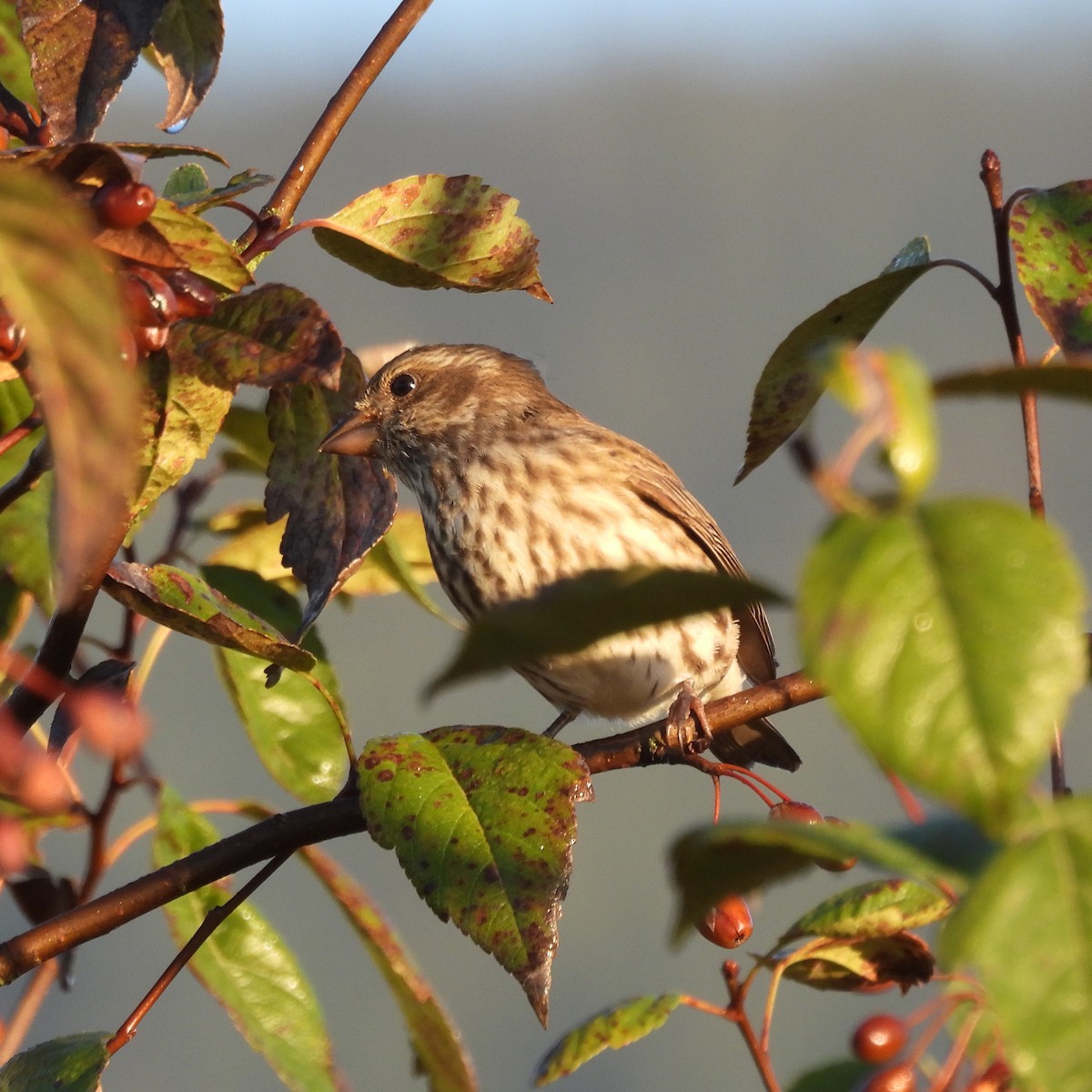 Purple Finch - ML643037748
