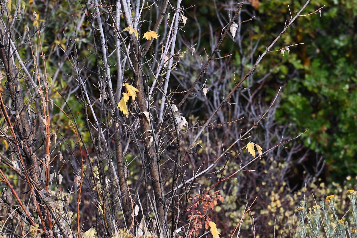 Bruant chanteur (montana/merrilli) - ML643037749