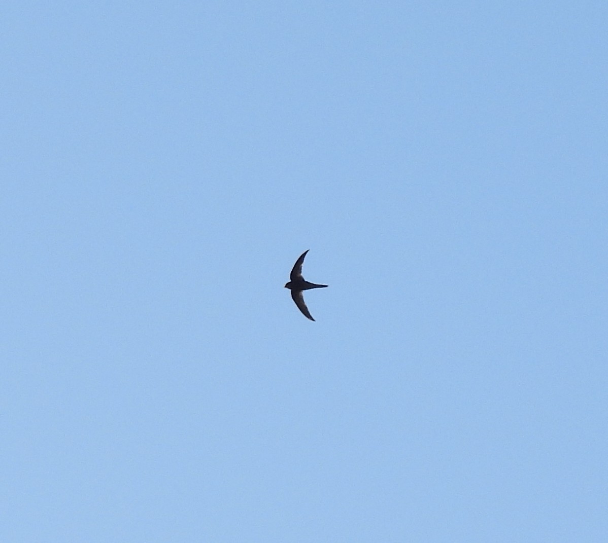 Plain Swift - ML643037750