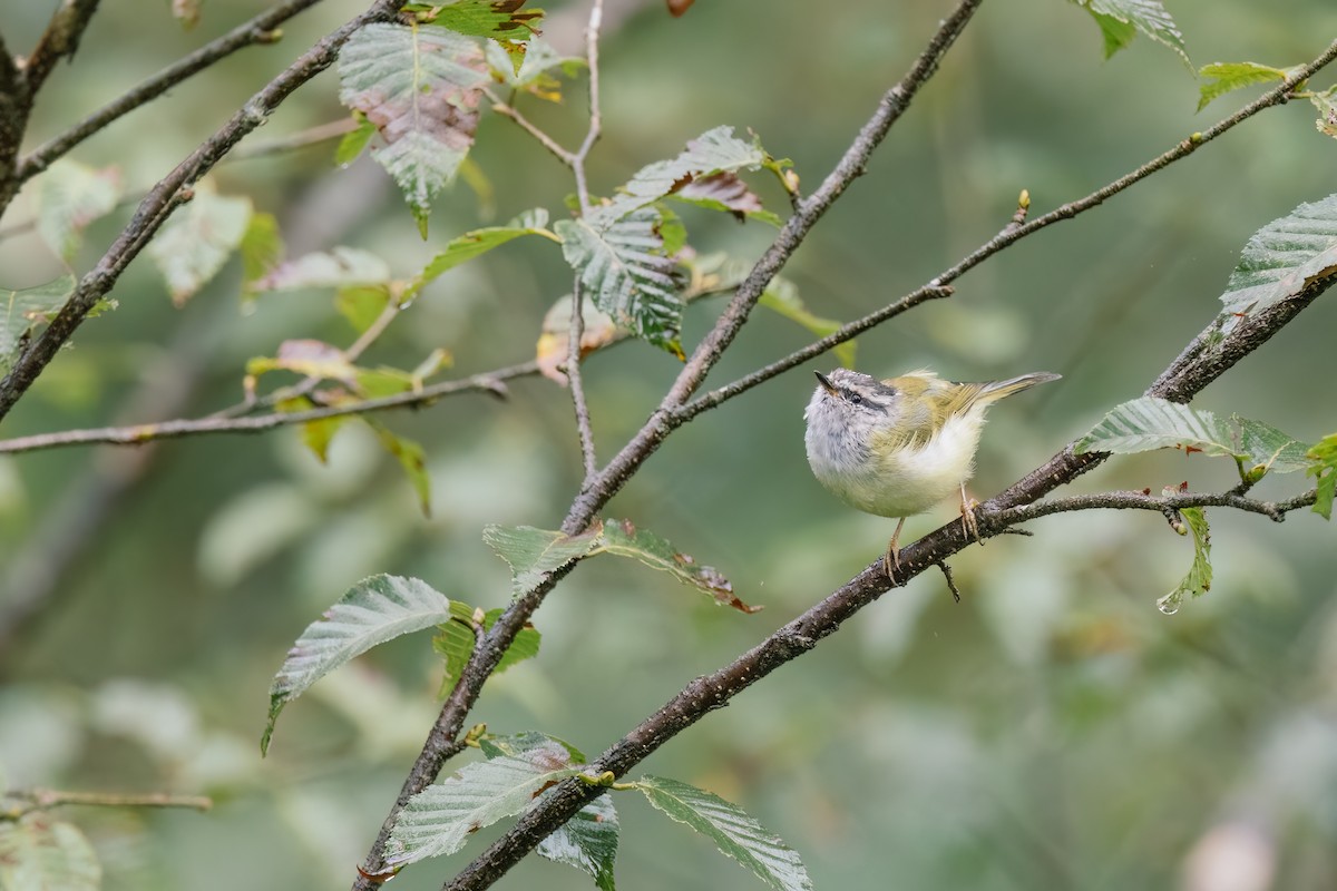 Ashy-throated Warbler - ML643037751