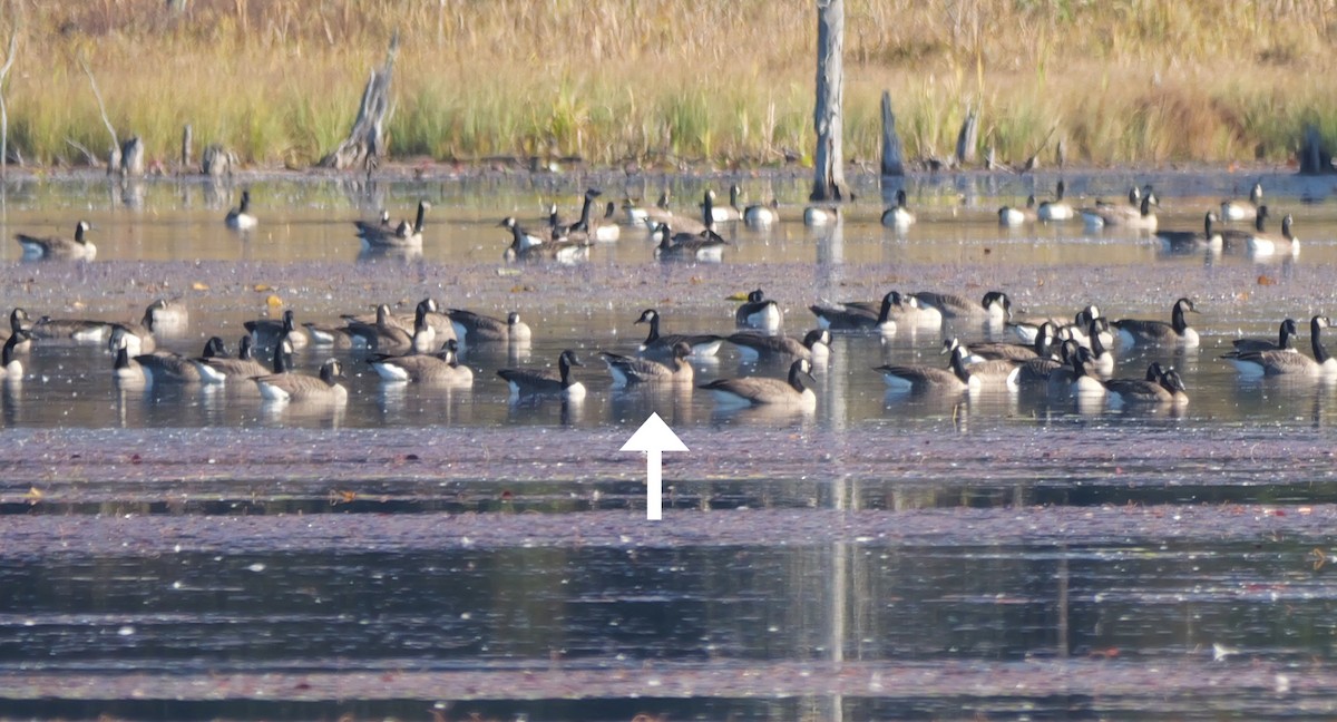 Pink-footed Goose - ML643037752