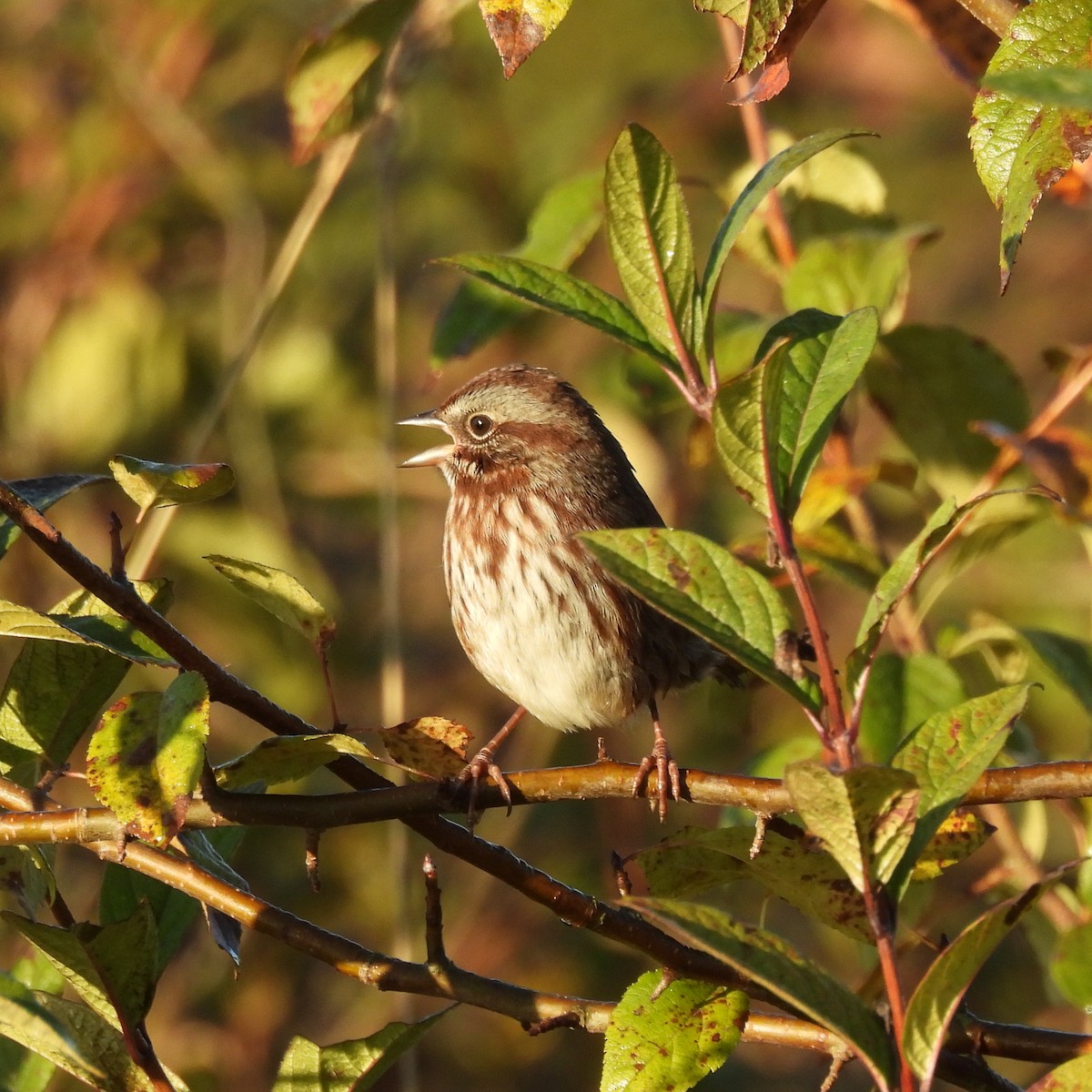 Song Sparrow - ML643037761