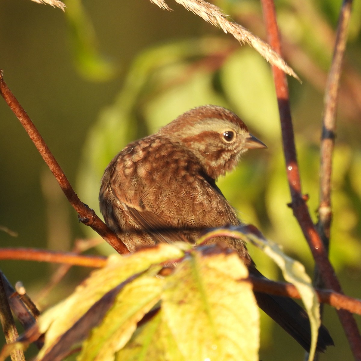 Song Sparrow - ML643037763