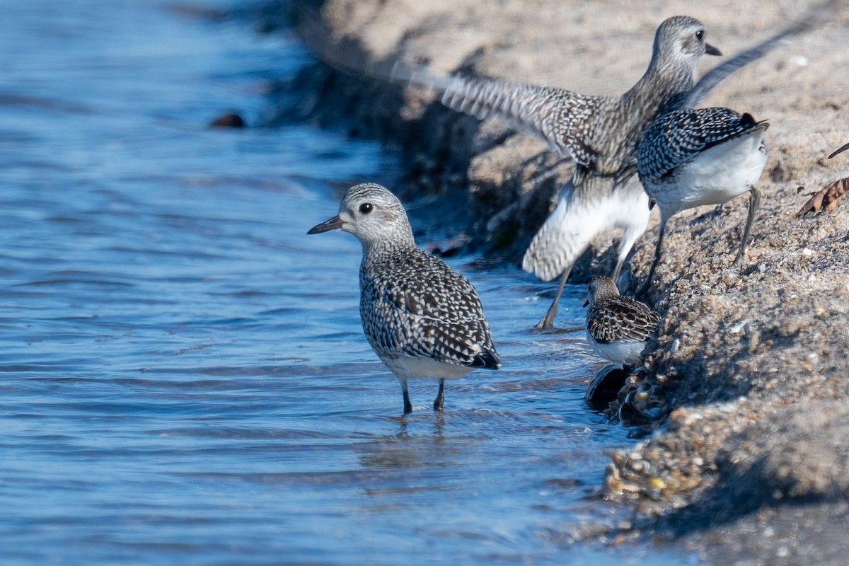 Black-bellied Plover - ML643037765