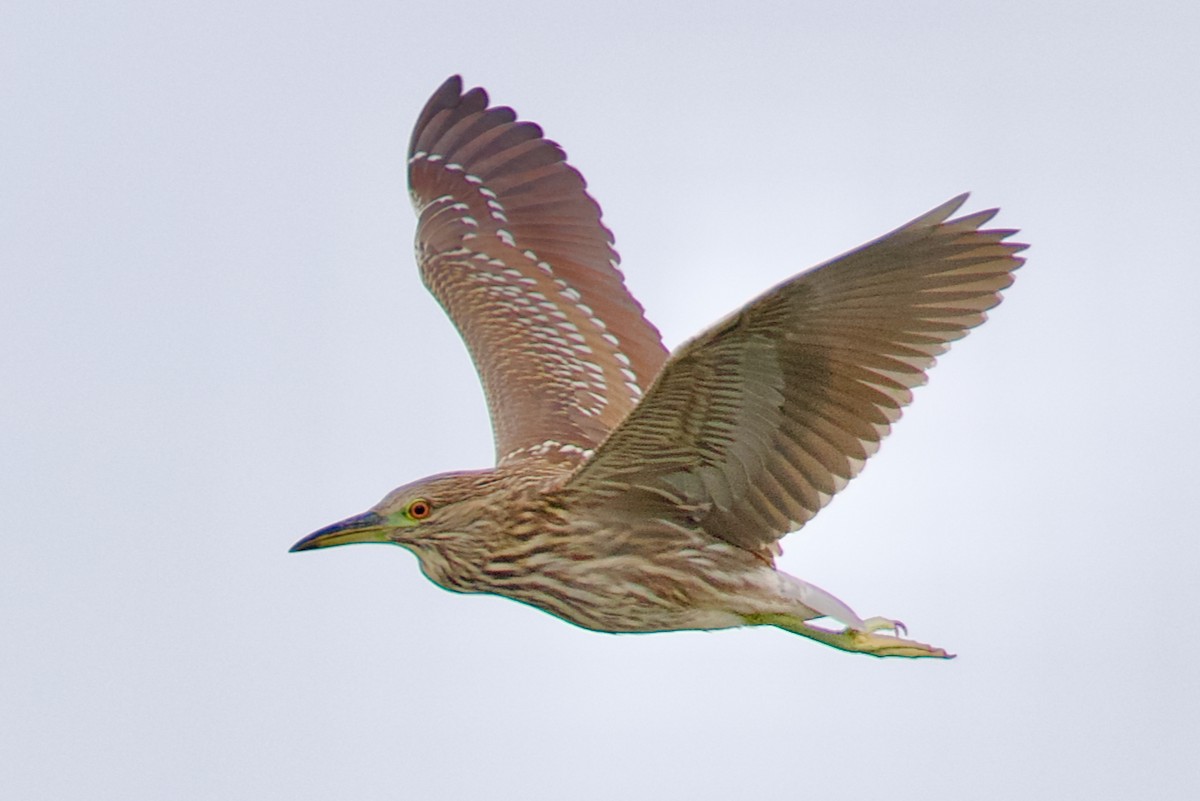 Black-crowned Night Heron - ML643037766