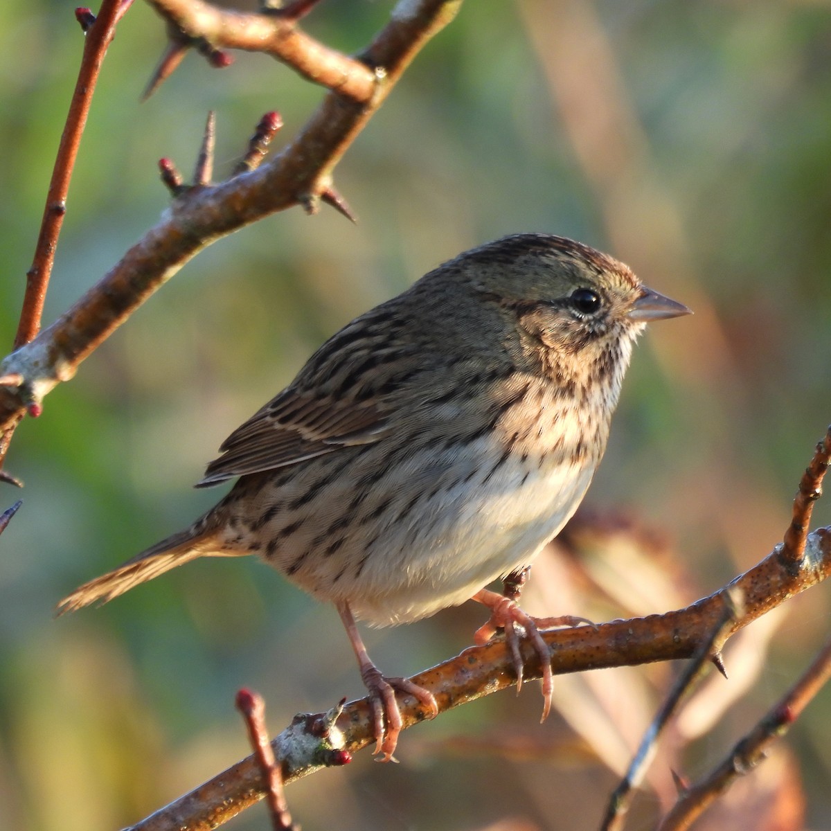Lincoln's Sparrow - ML643037768