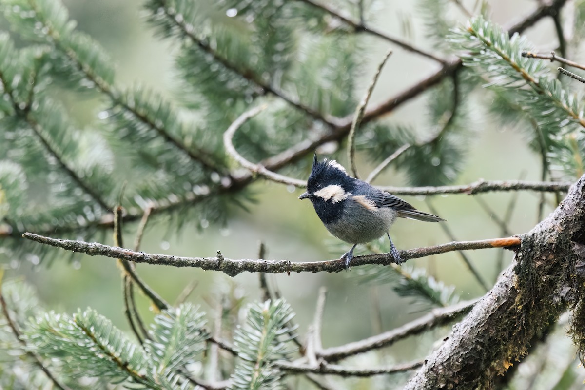 Rufous-vented Tit - ML643037770
