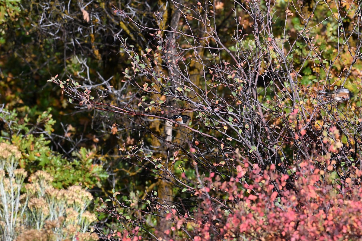 Tohi tacheté (groupe maculatus) - ML643037772