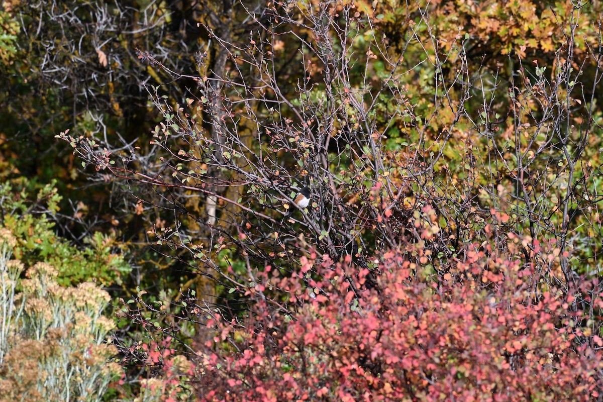 Tohi tacheté (groupe maculatus) - ML643037773