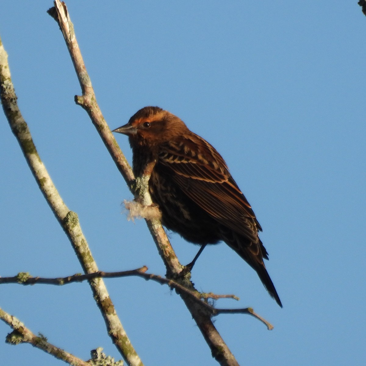 Red-winged Blackbird - ML643037775