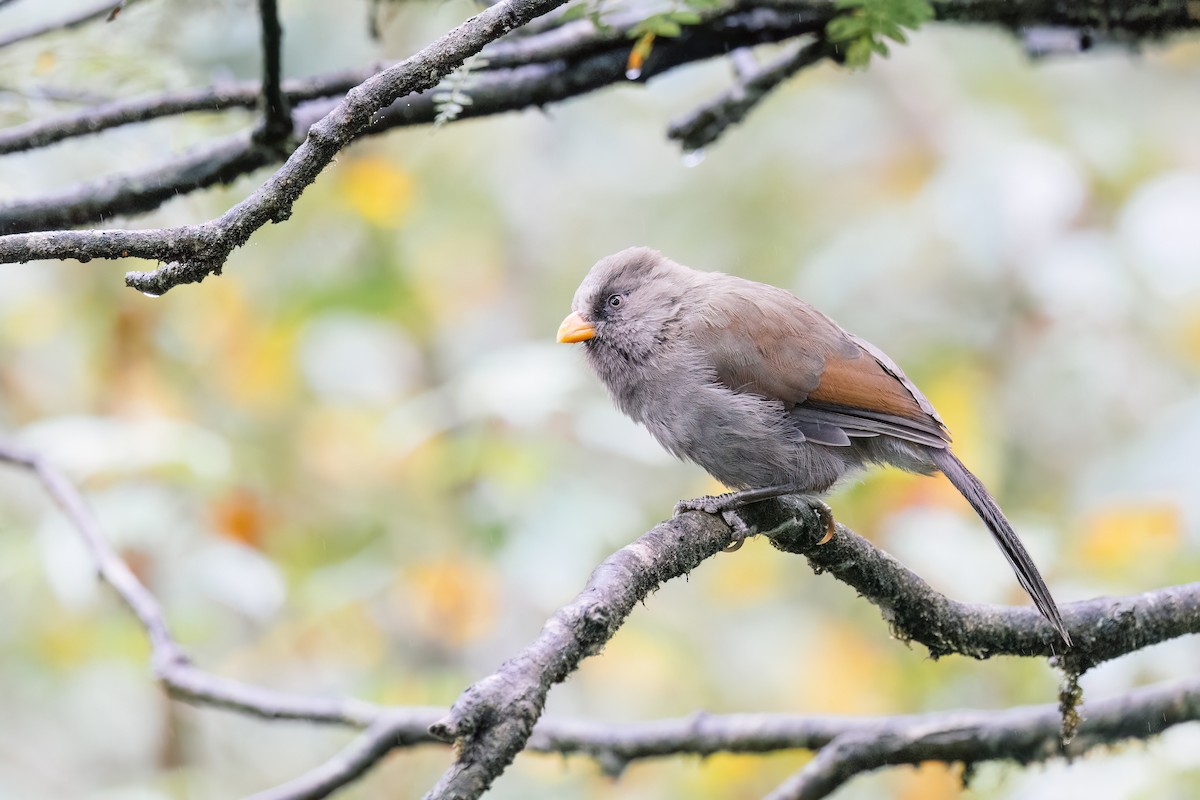 Great Parrotbill - ML643037782