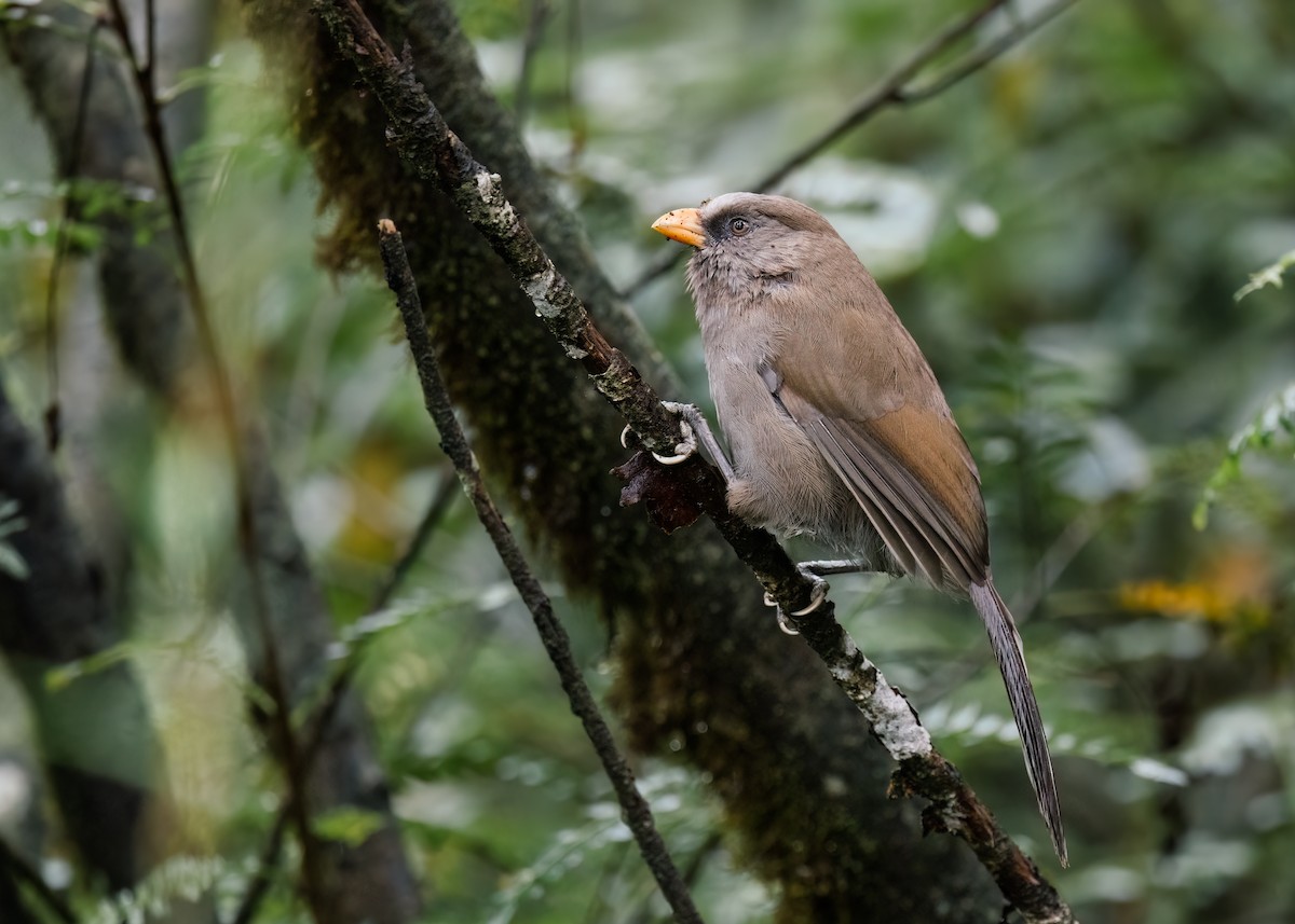 Great Parrotbill - ML643037783