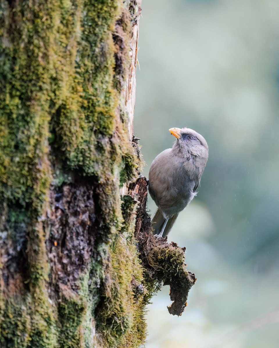 Great Parrotbill - ML643037784