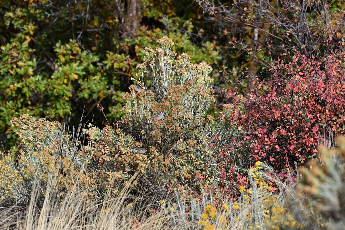 Bruant à couronne blanche (gambelii) - ML643037789