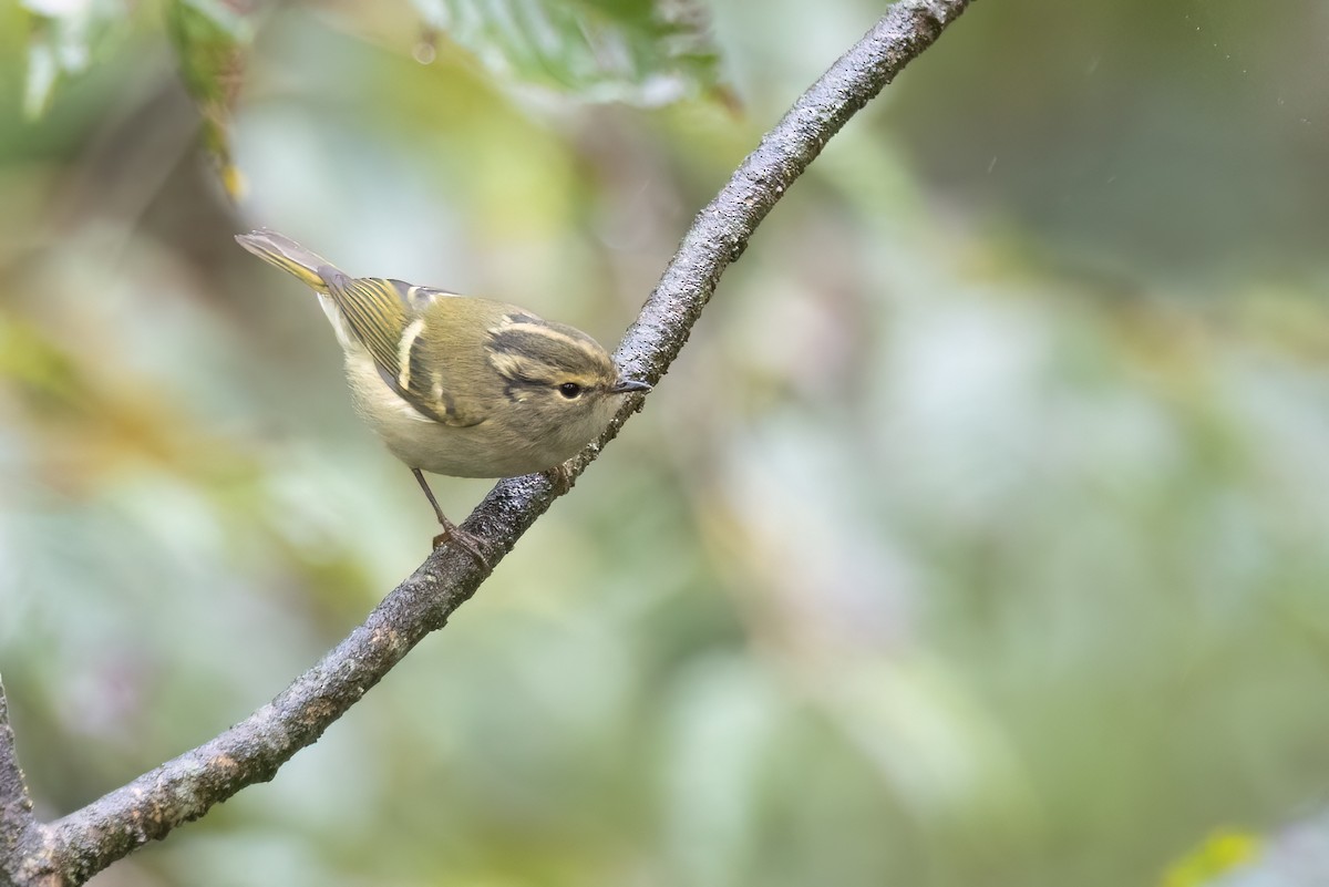 Phylloscopus sp. - ML643037798