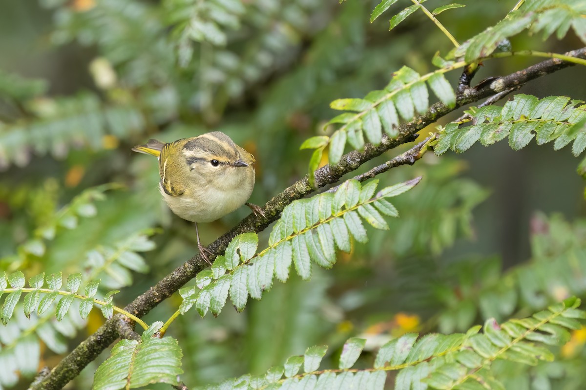 Phylloscopus sp. - ML643037799