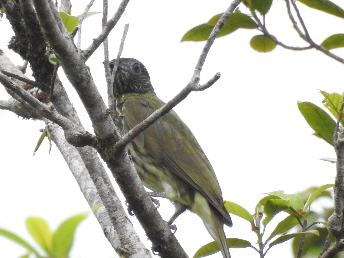 Bare-throated Bellbird - ML643037814