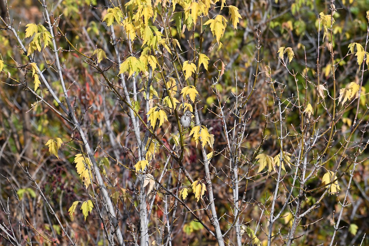 Bruant chanteur (montana/merrilli) - ML643037817