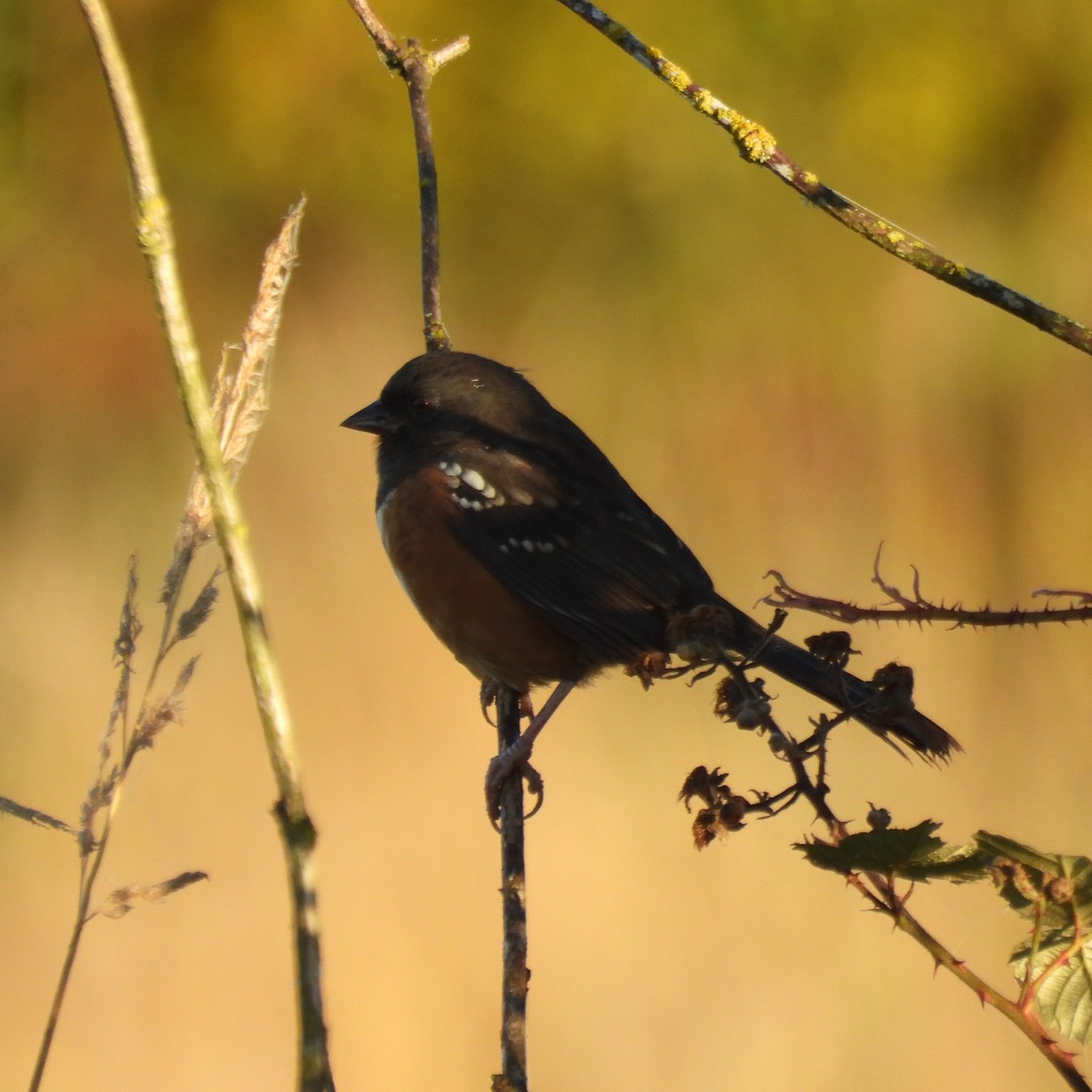 Spotted Towhee - ML643037819