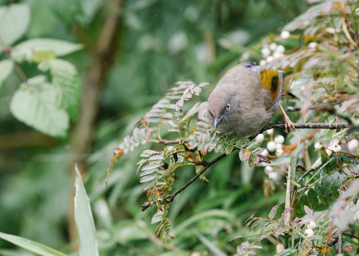Elliot's Laughingthrush - ML643037820