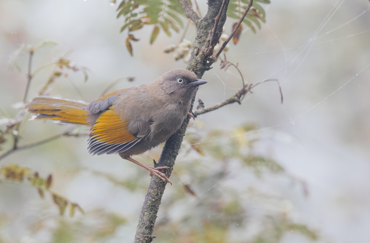 Elliot's Laughingthrush - ML643037821