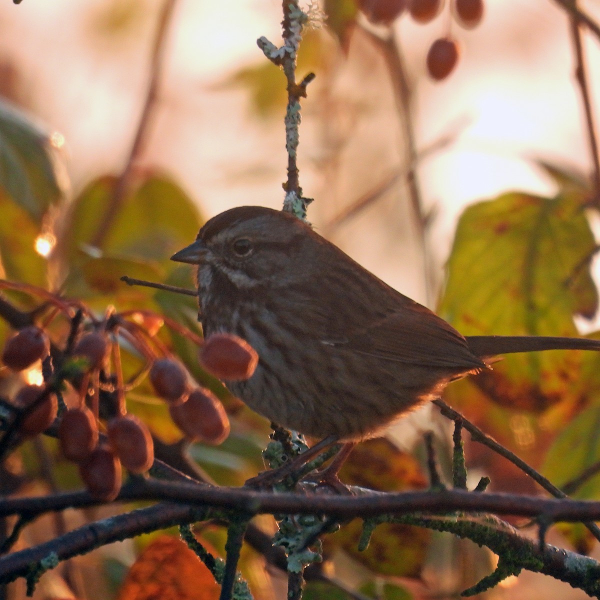 Song Sparrow - ML643037830