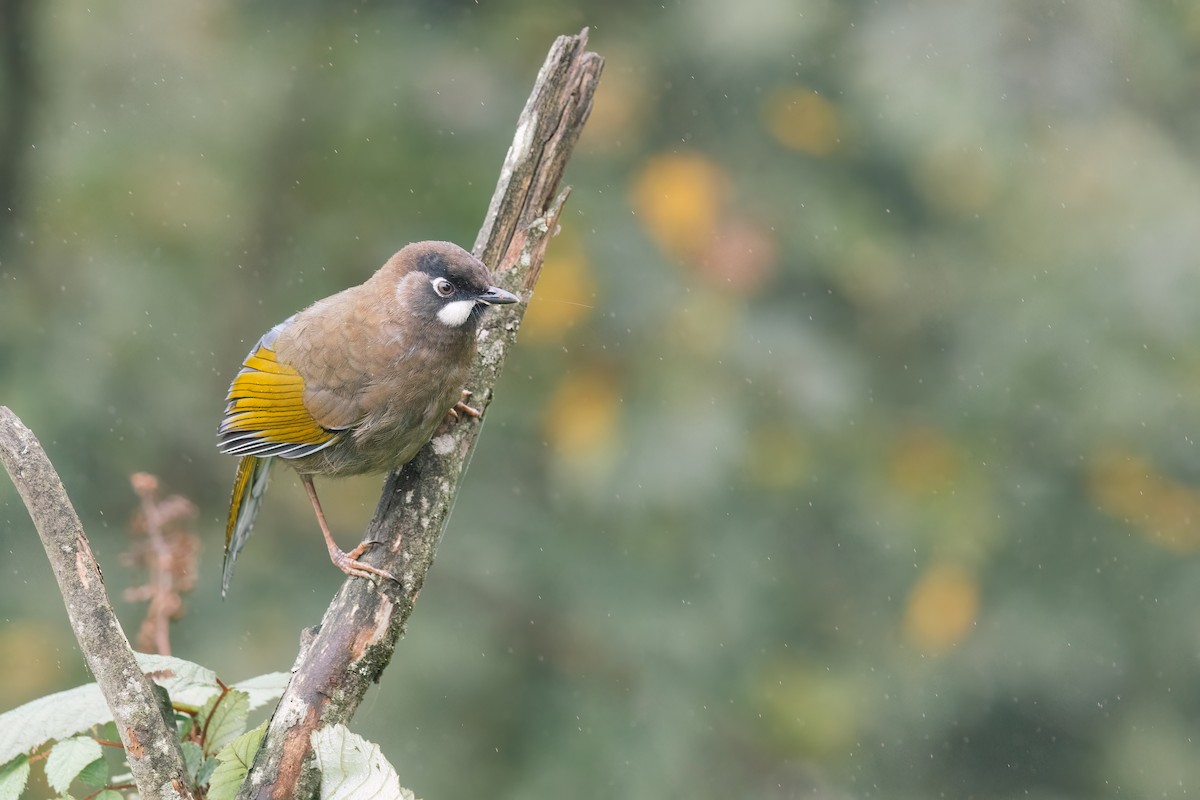 Black-faced Laughingthrush - ML643037835