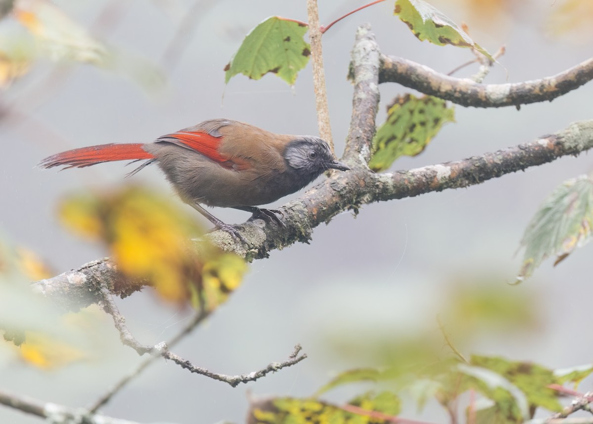 Red-winged Laughingthrush - ML643037840