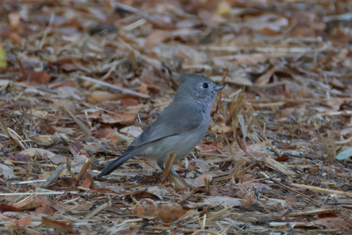 Oak Titmouse - ML643037848