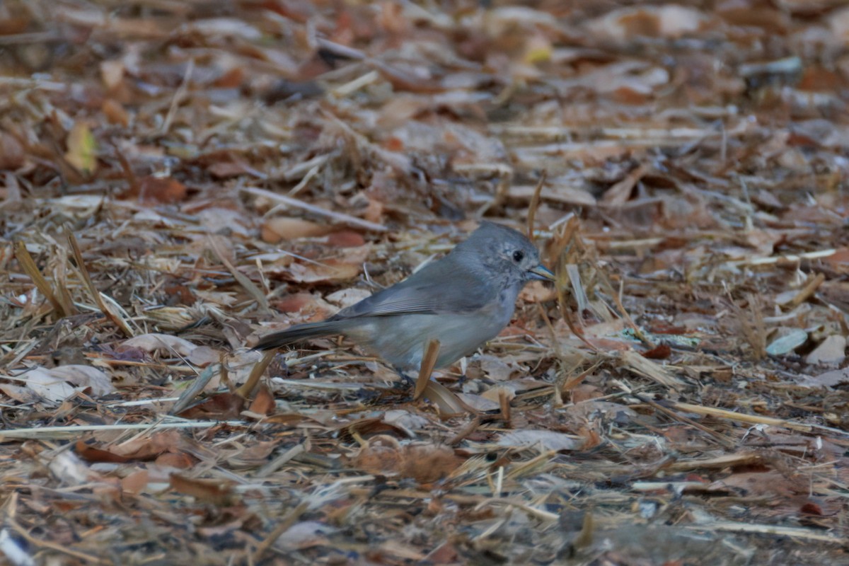 Oak Titmouse - ML643037849