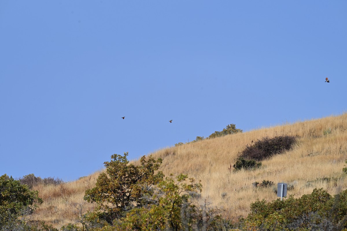 Pic flamboyant (groupe cafer) - ML643037853