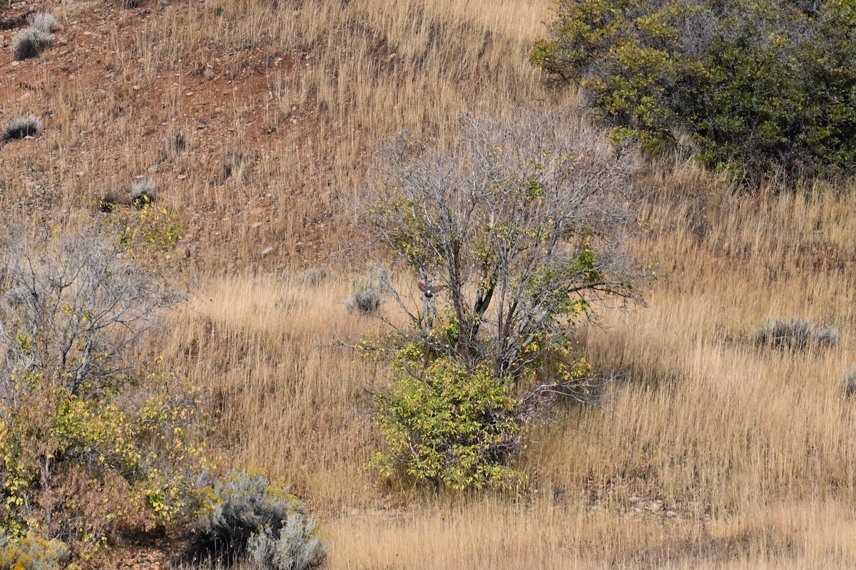 Pic flamboyant (groupe cafer) - ML643037870