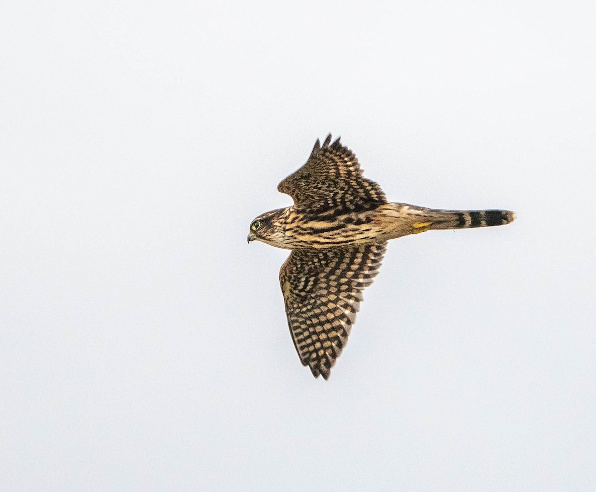 Merlin (Taiga) - ML643037871