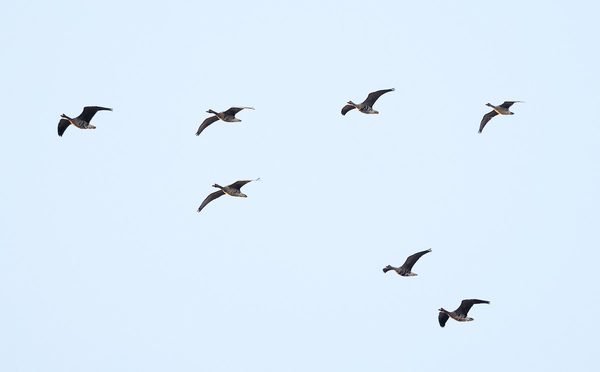 Greater White-fronted Goose - ML643037876
