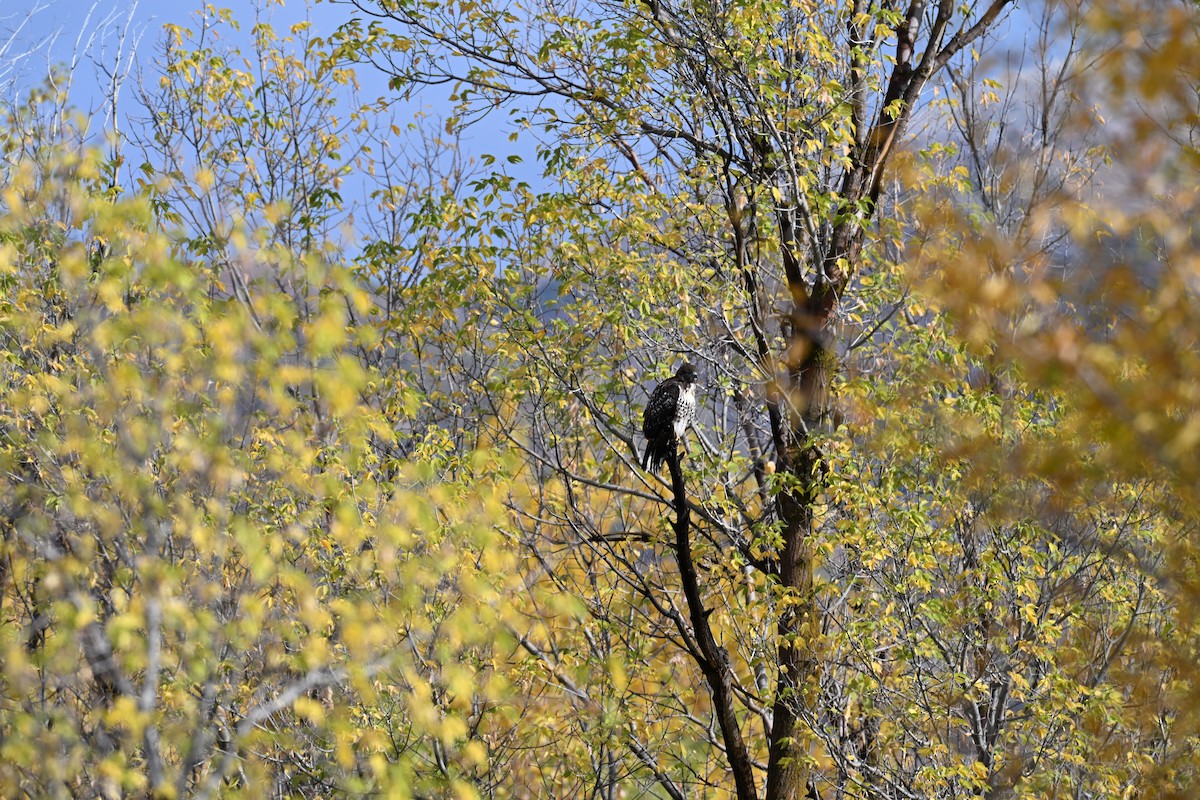 Red-tailed Hawk (calurus/alascensis) - ML643037883