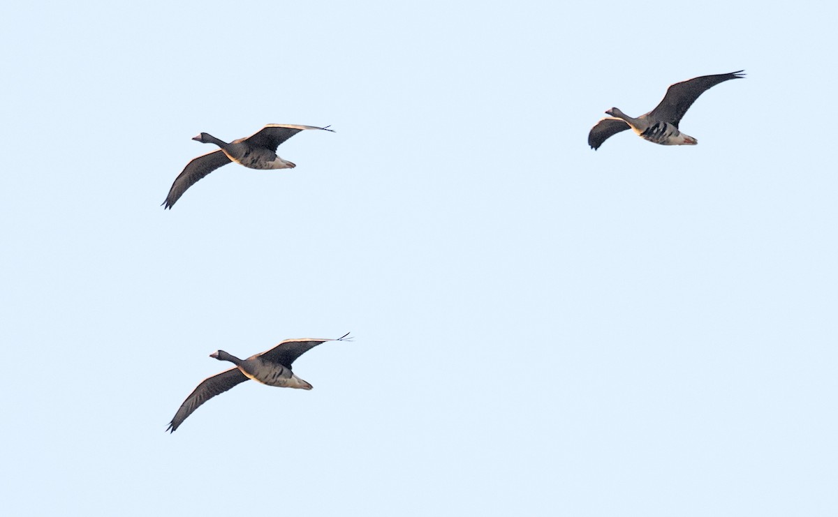 Greater White-fronted Goose - ML643037885
