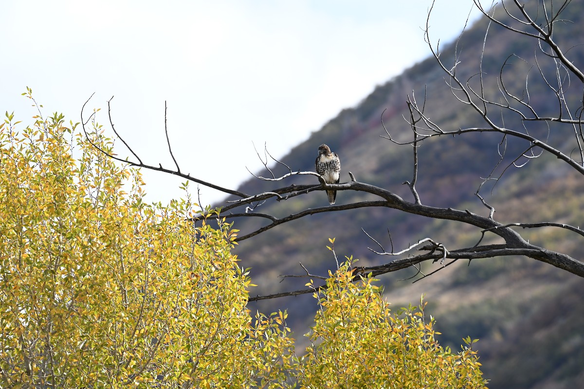 Red-tailed Hawk (calurus/alascensis) - ML643037888